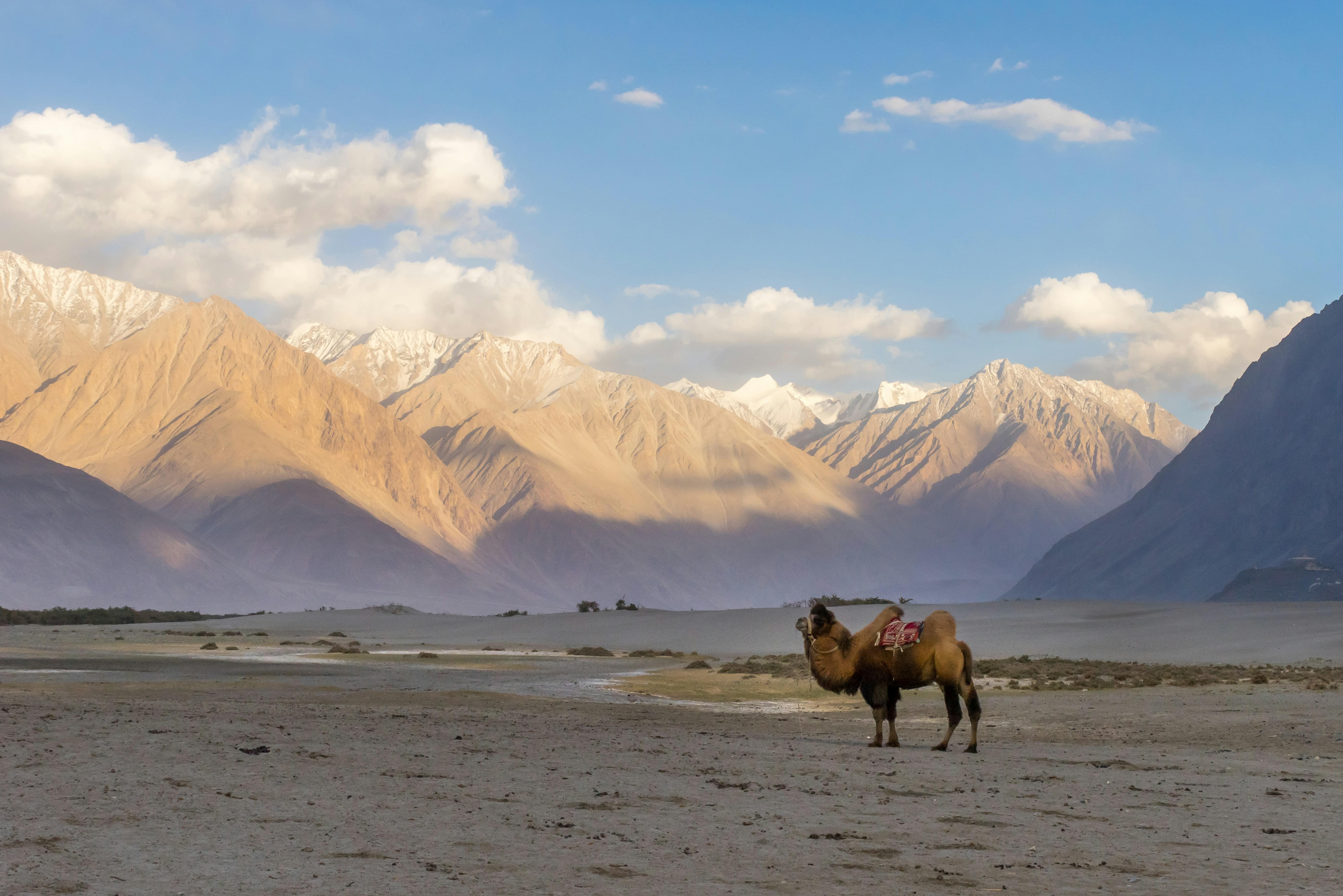 Nubra Valley Tour Packages | Upto 40% Off