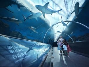 Walk through a transparent tunnel surrounded by various shark species at Singapore Oceanarium