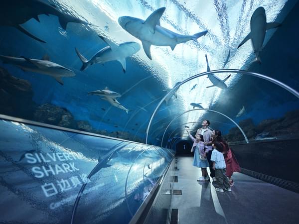 Walk through a transparent tunnel surrounded by various shark species at Singapore Oceanarium