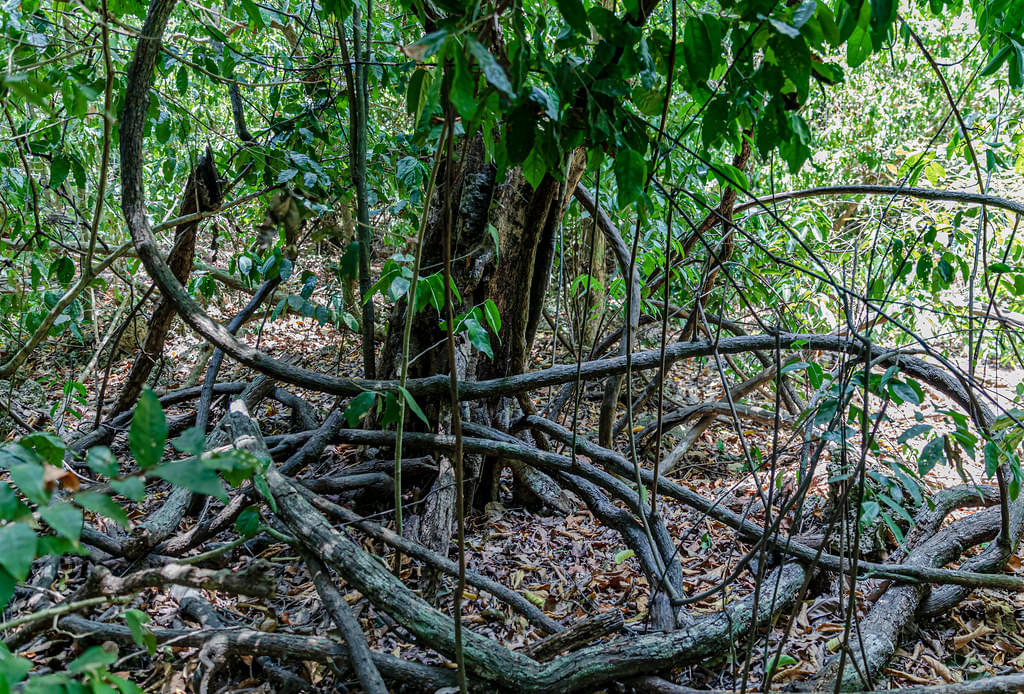 Kaya Kinondo Sacred Forest