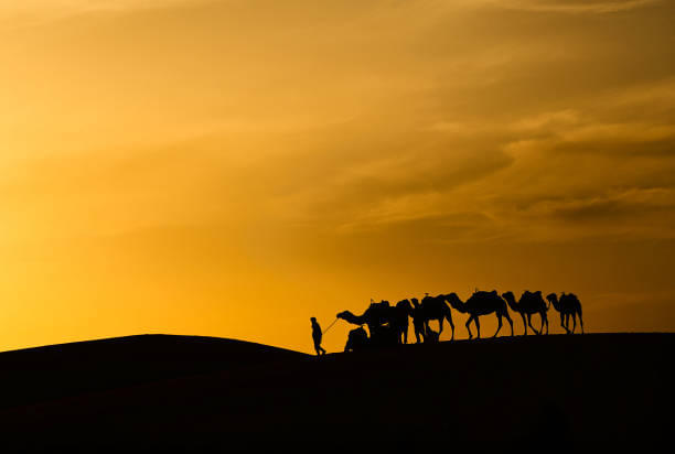 Morning Desert Safari