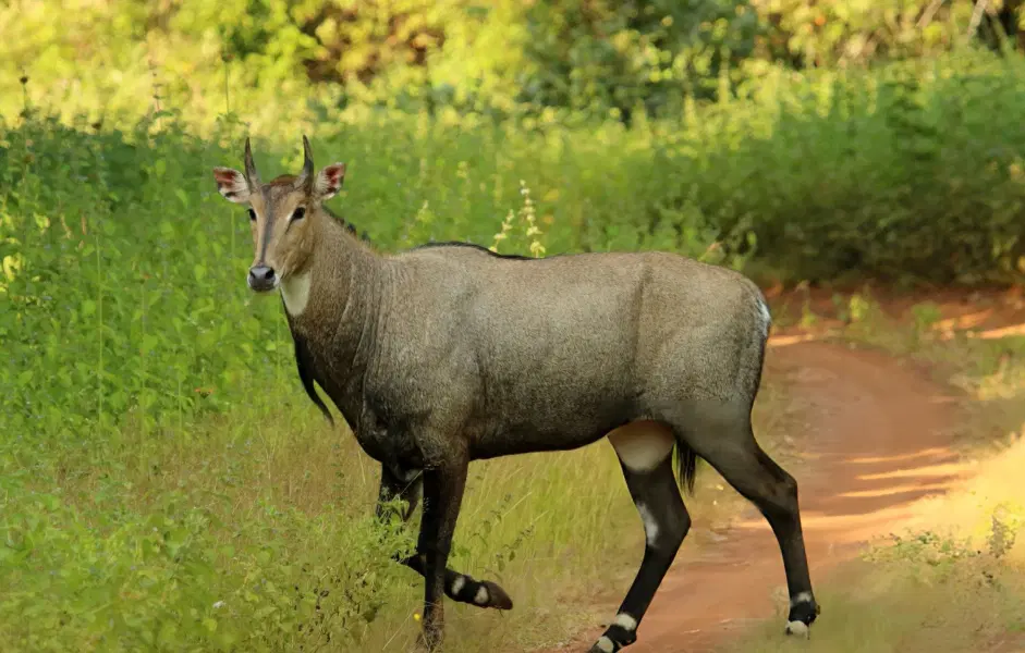 Pench Jungle Safari Image