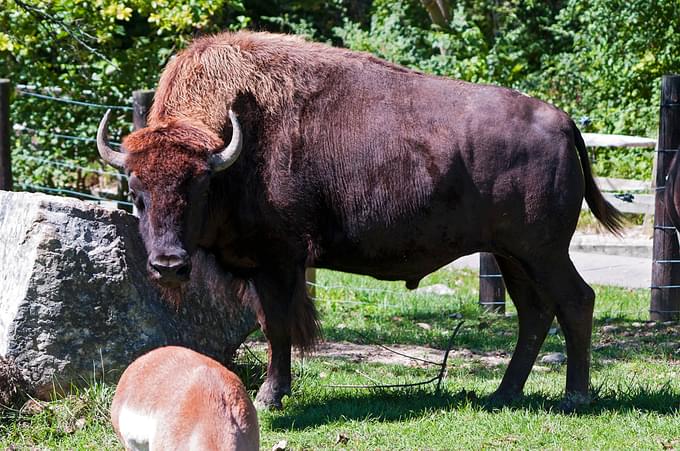 Bull in Columbus Zoo and Aquarium
