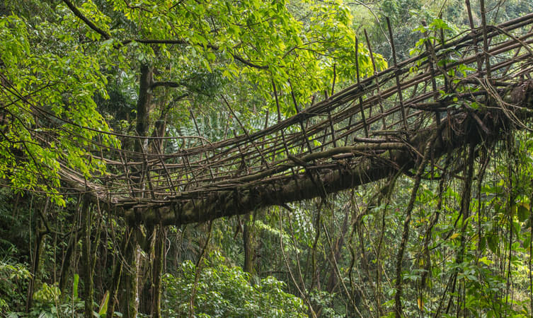 Living Root Bridge Riwai Village