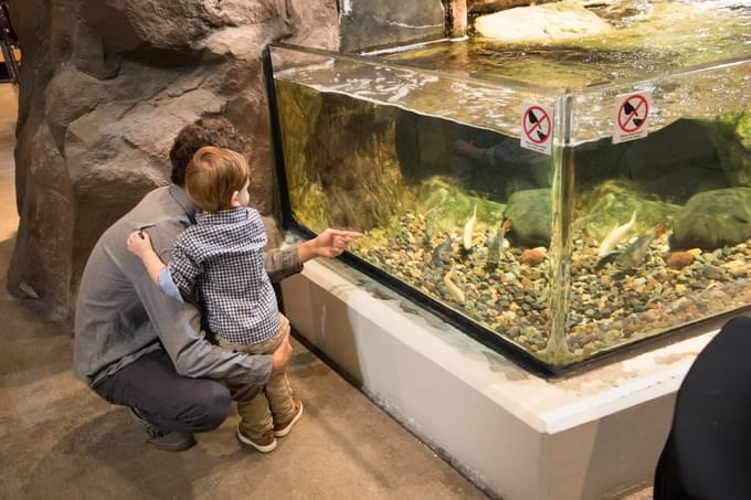 The River Otter Exhibit