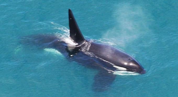 orca whale in Kaikoura