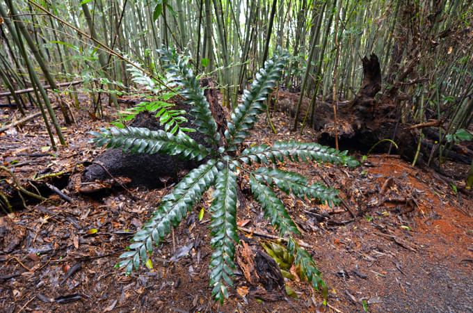 Look at around 7500 plants, and 88 unique flora and fauna