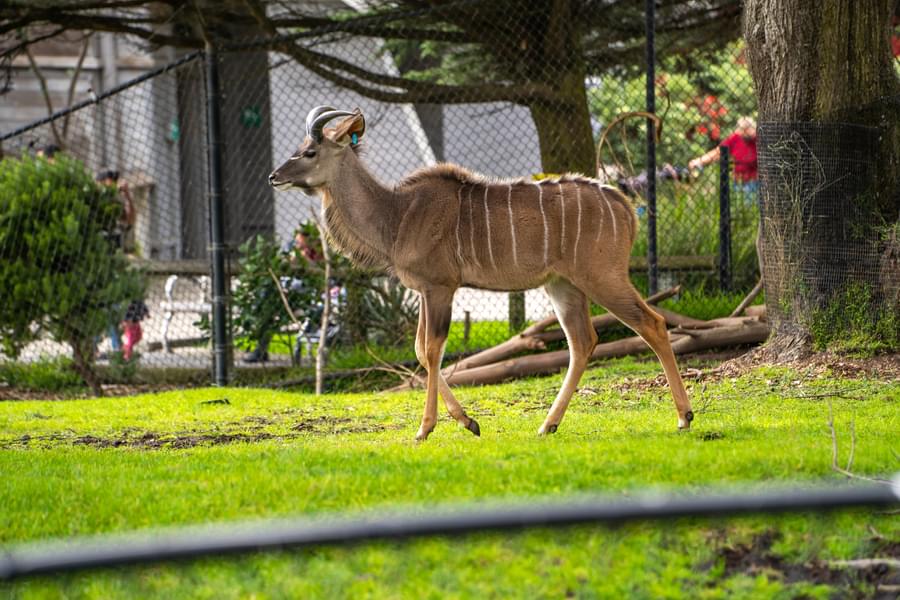 See various wild animals at the zoo