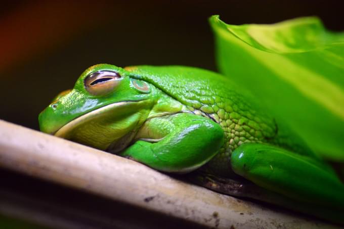 Frog in Perth Zoo