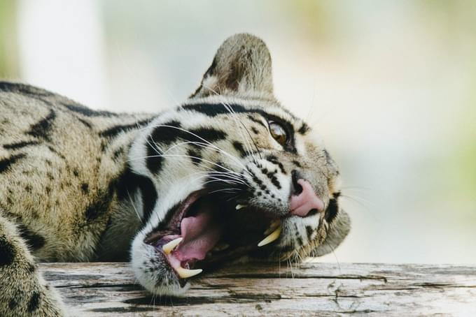 Cat in Brookfield Zoo