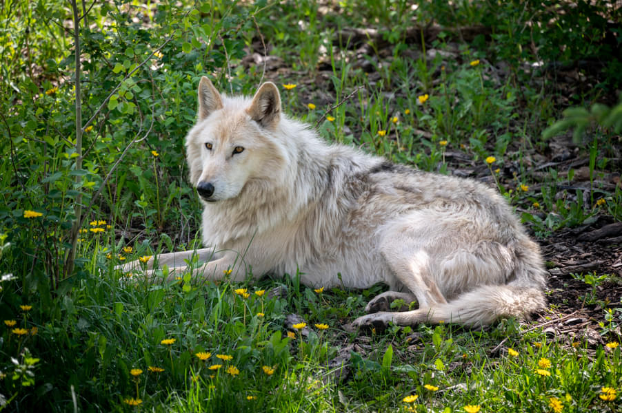 Yamnuska Wolfdog Sanctuary Tickets Image