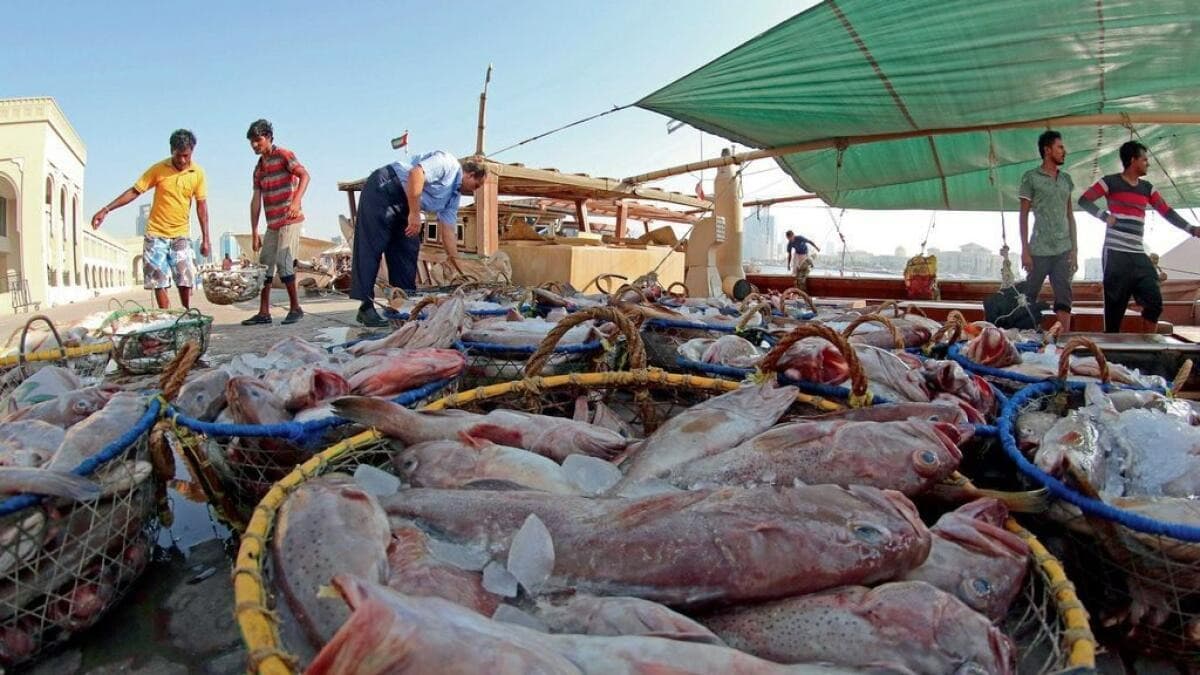 Sharjah Jubail Fish Market Overview