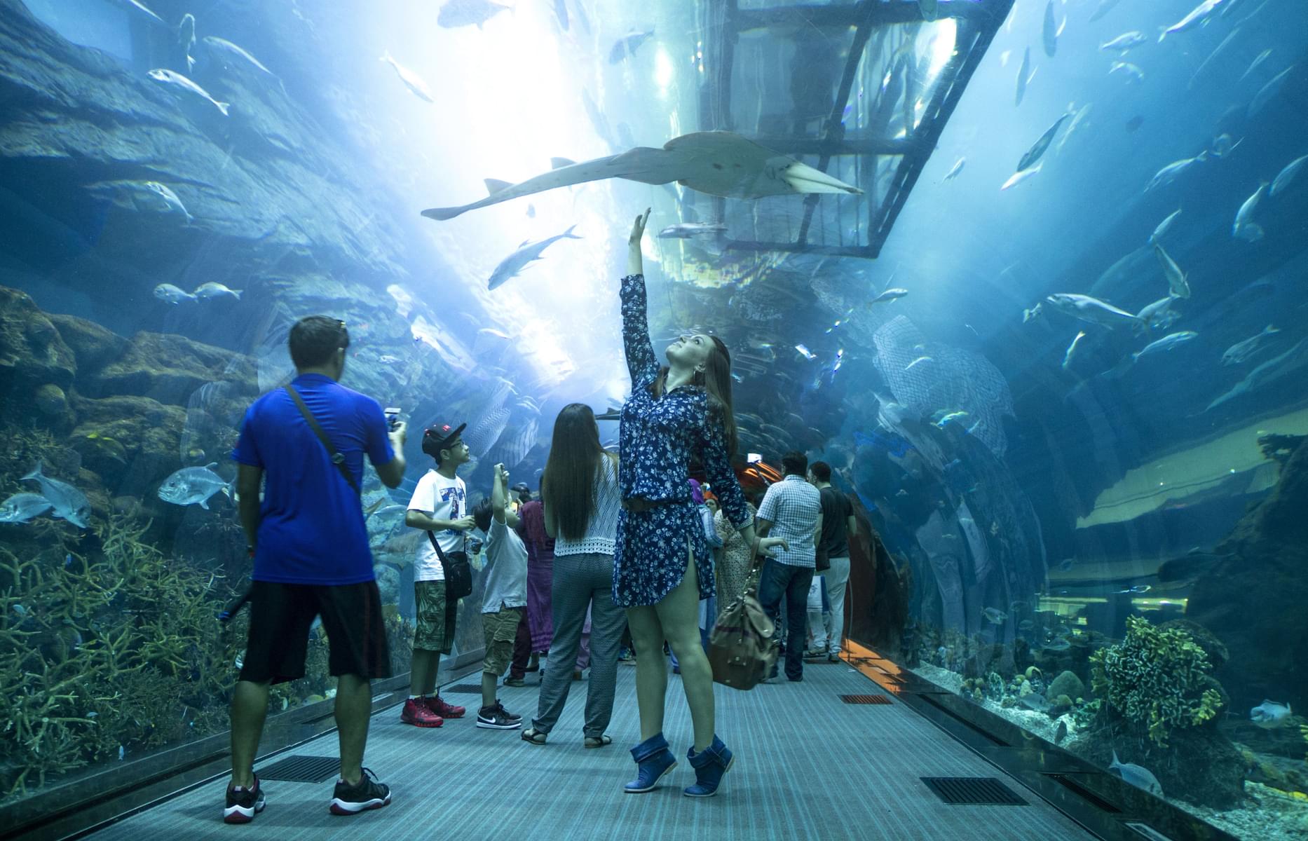 Visit Dubai Aquarium & Underwater Zoo