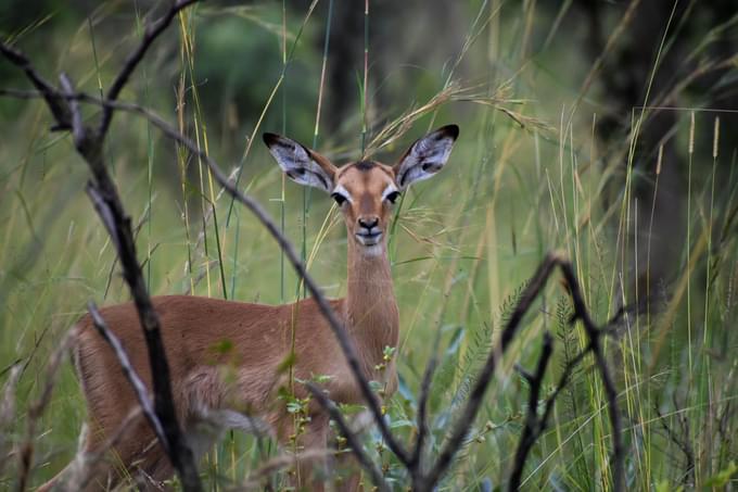 Savuti National Park.jpg