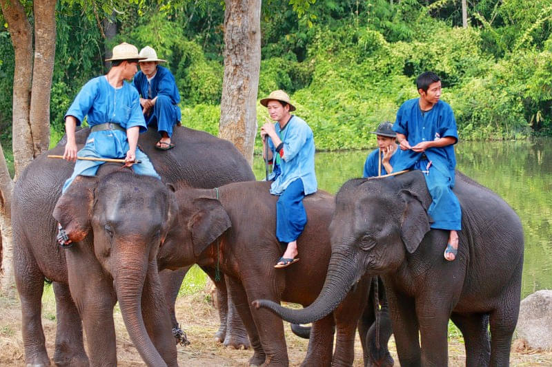 Thai Elephant Conservation Centre Overview