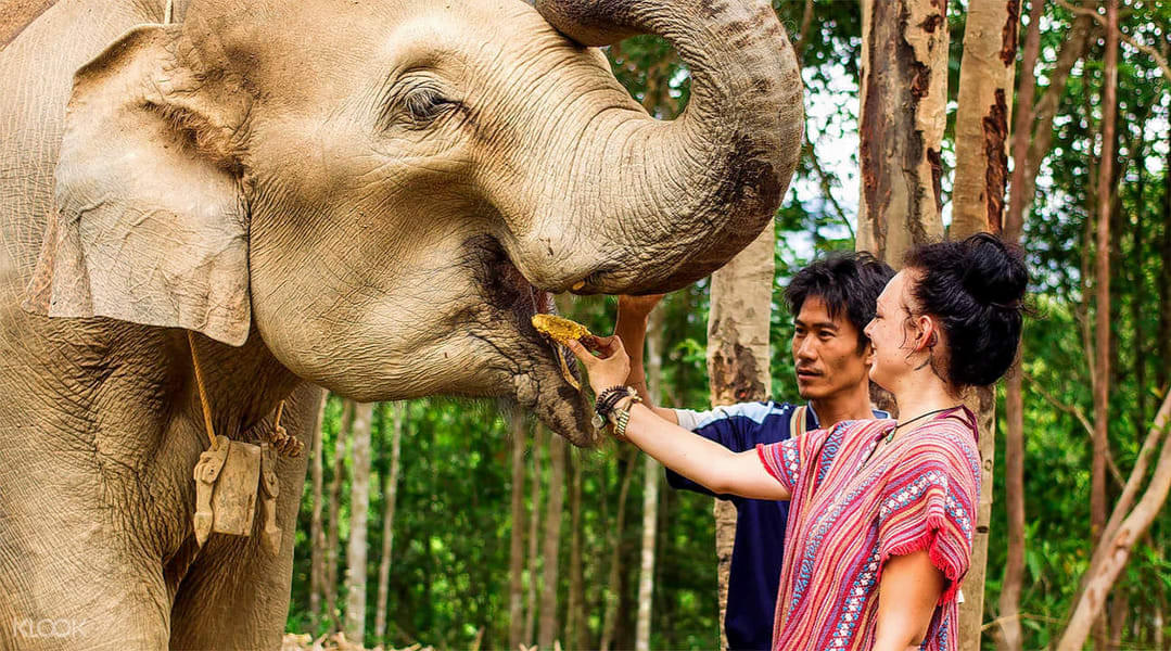 A Hands-Off Experience: At Phuket Elephant Sanctuary