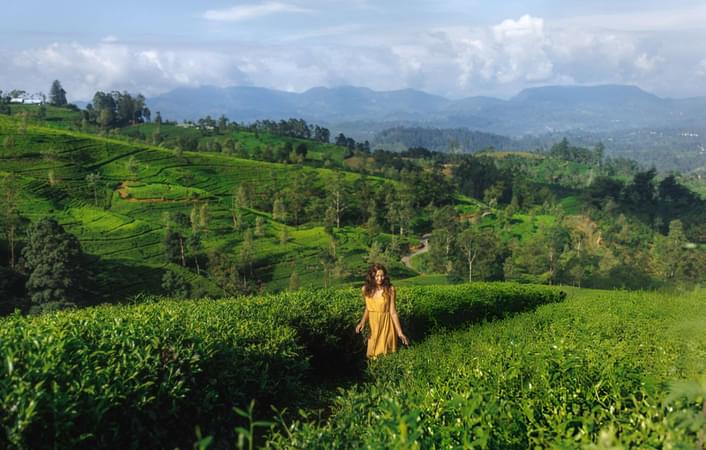 Stroll through Munnar's lush greenery
