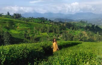 Stroll through Munnar's lush greenery