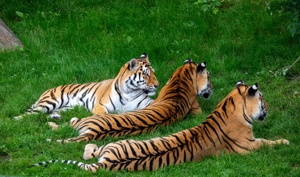 Get a chance to adore the ferocious tiger family at this large conservation park