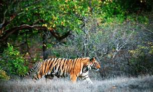 9ecxsfipio4cgand125eg0649x3p sundarbans tour ox537lu9gh4b40rvlvflanedxys3p7r6bgbt42lrow