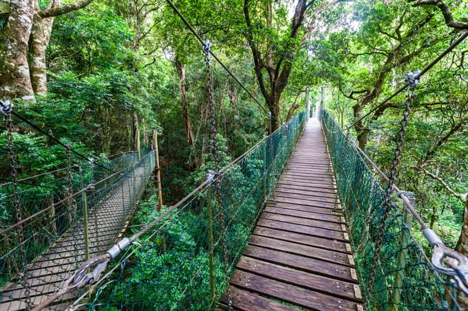 Lamington National Park