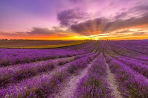 Essenso Lavender Field Tour, Azerbaijan
