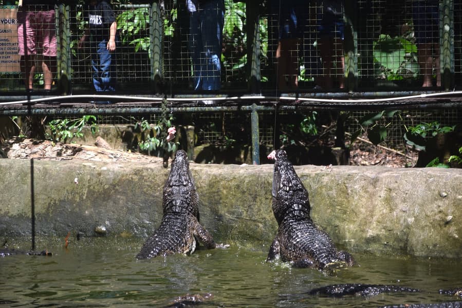 Zoobic Safari Tickets Image