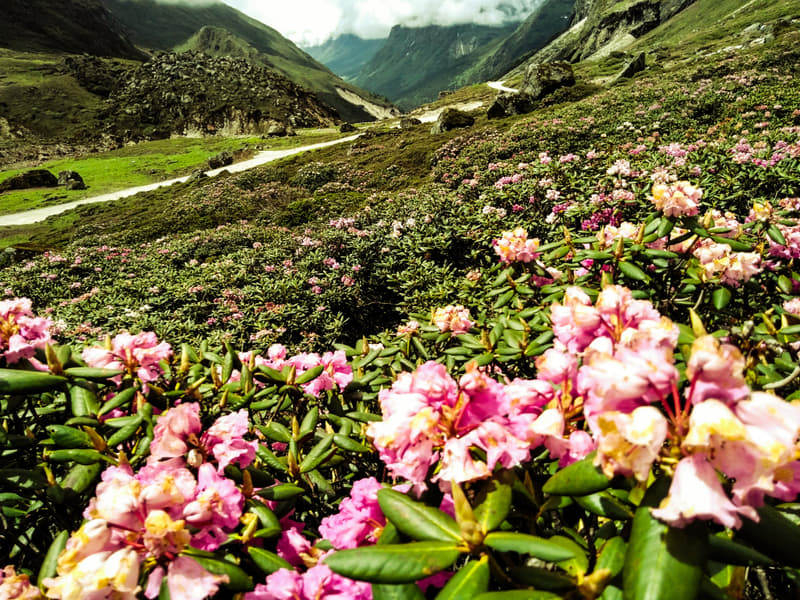 Visit to Yumthang Valley Image