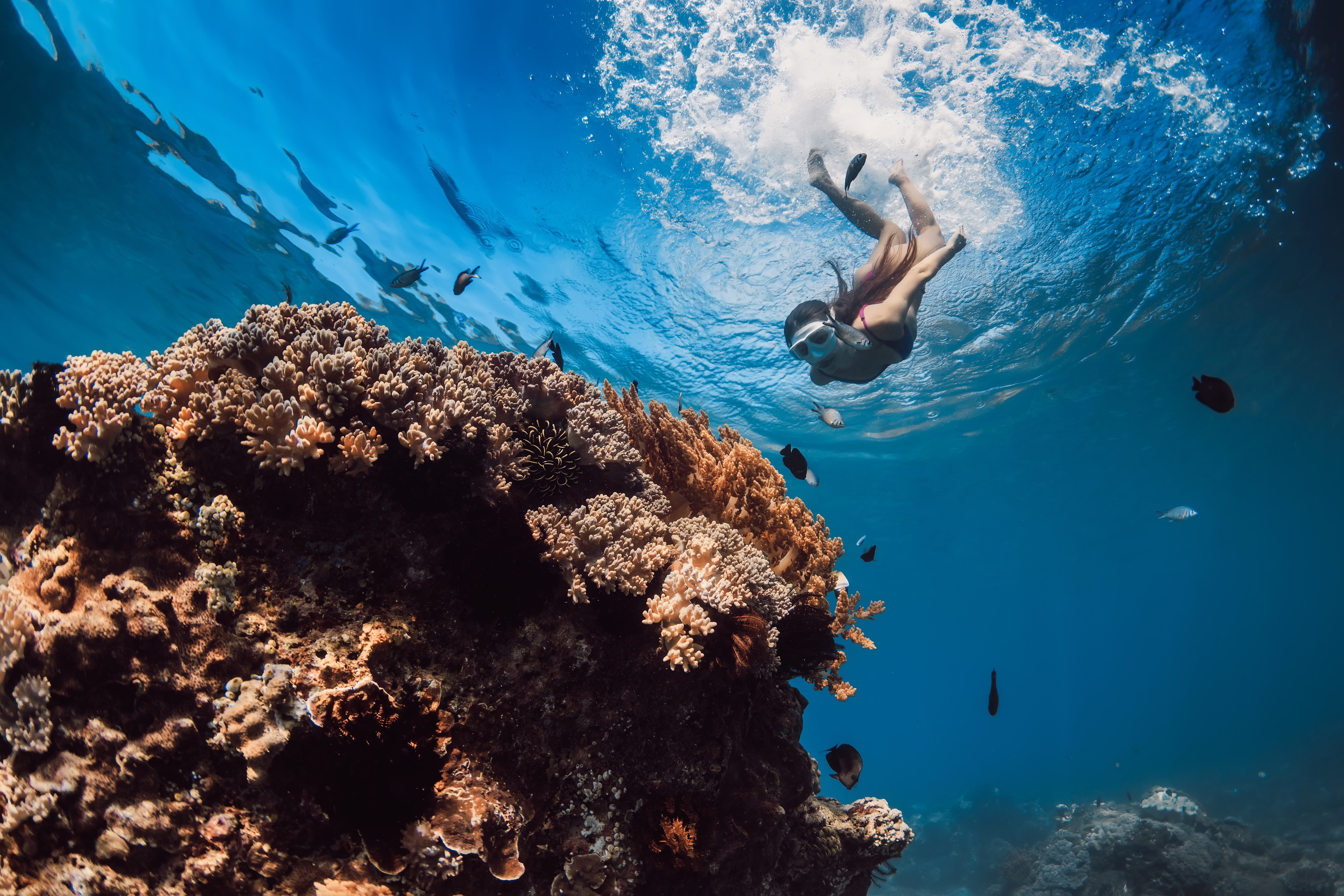 Tourists snorkelling in Green Island, Australia