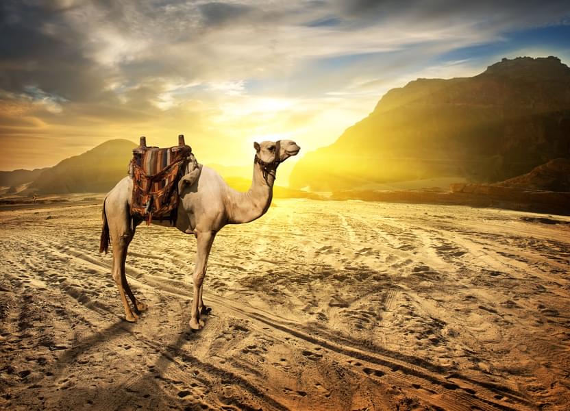 Morning Desert Safari in Dubai with Shared Transfers