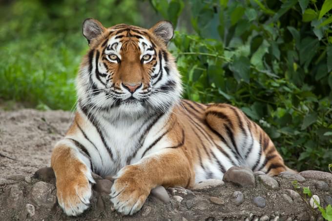 Amur Tiger  Brookfield Zoo