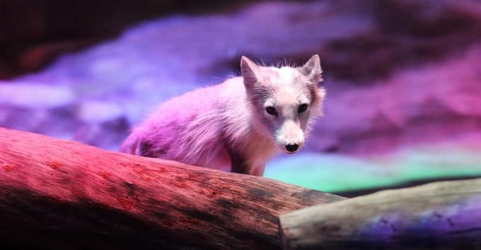 Arctic Fox Den