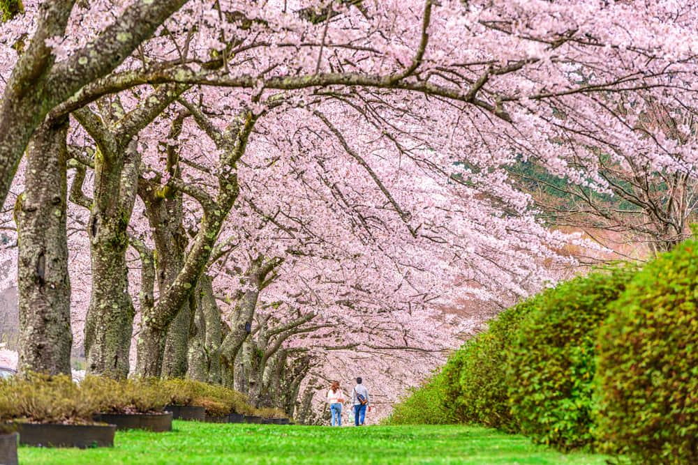 Heritage Trees