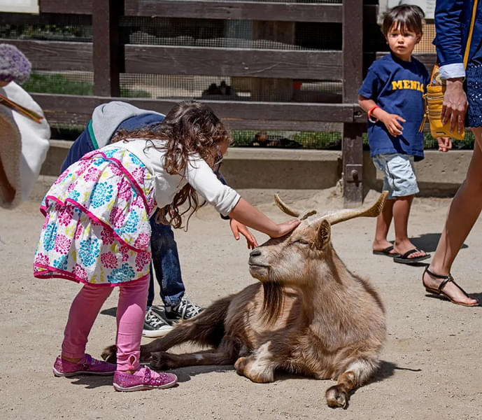 Let your little ones interact with the animals