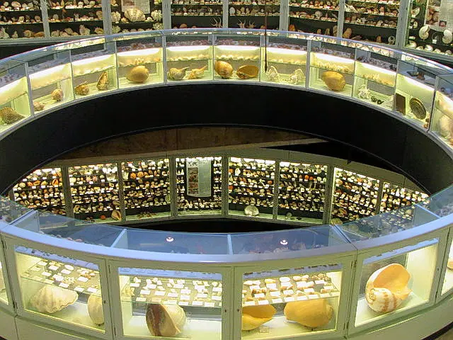 Sea Shell Museum