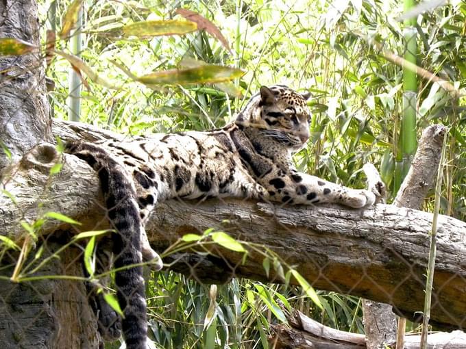 leopard in Nashville Zoo Tickets