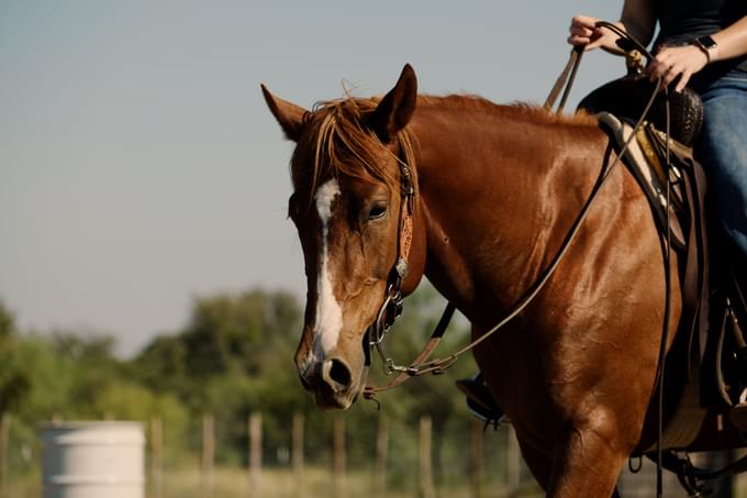 Horseriding