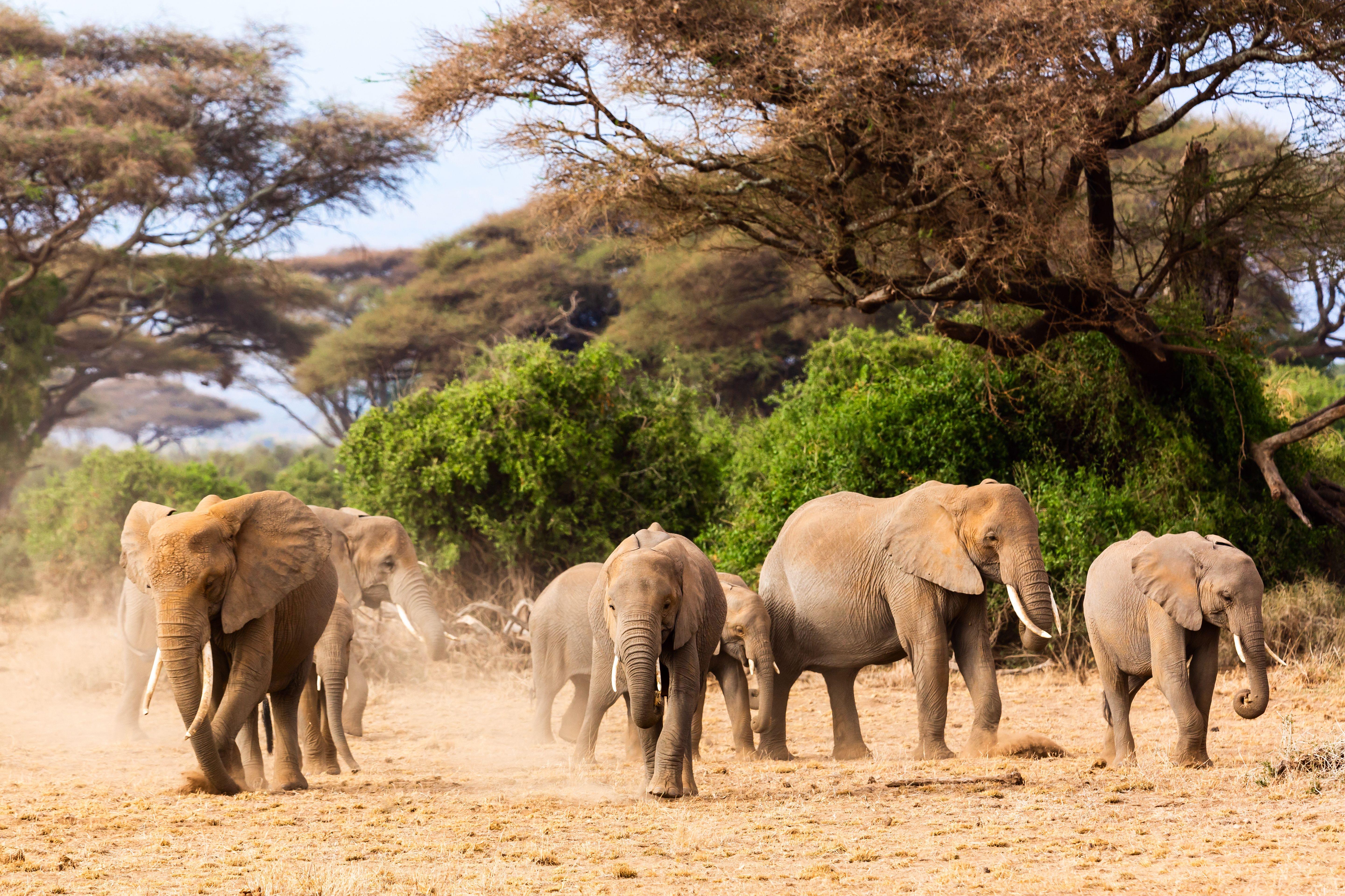 National parks in Kenya
