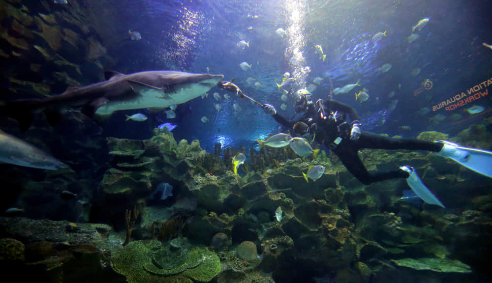 Dive with shark