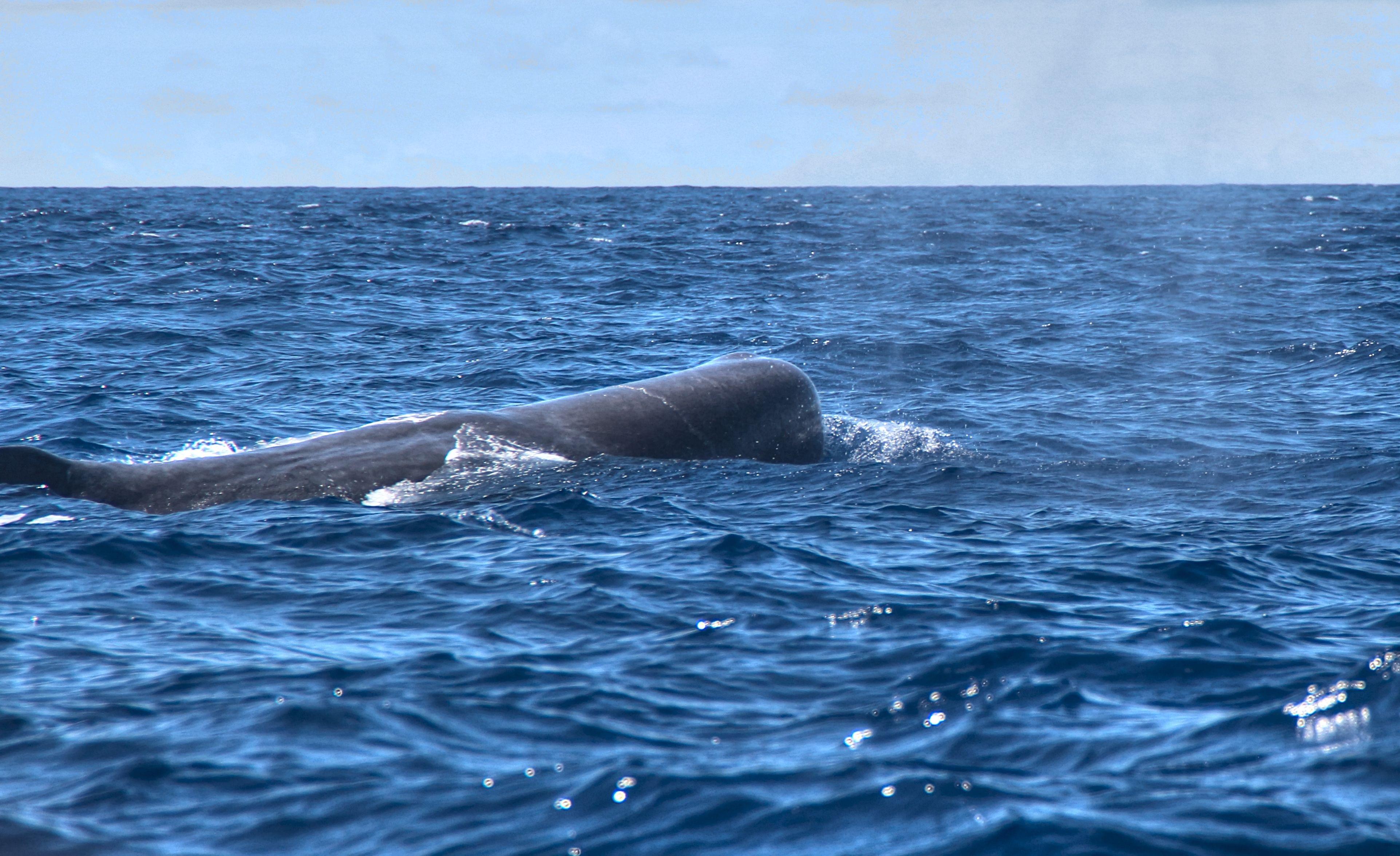 Whale at the Azores. Portugal