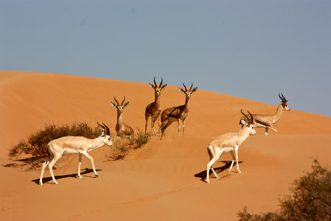 Desert Conservation Reserve