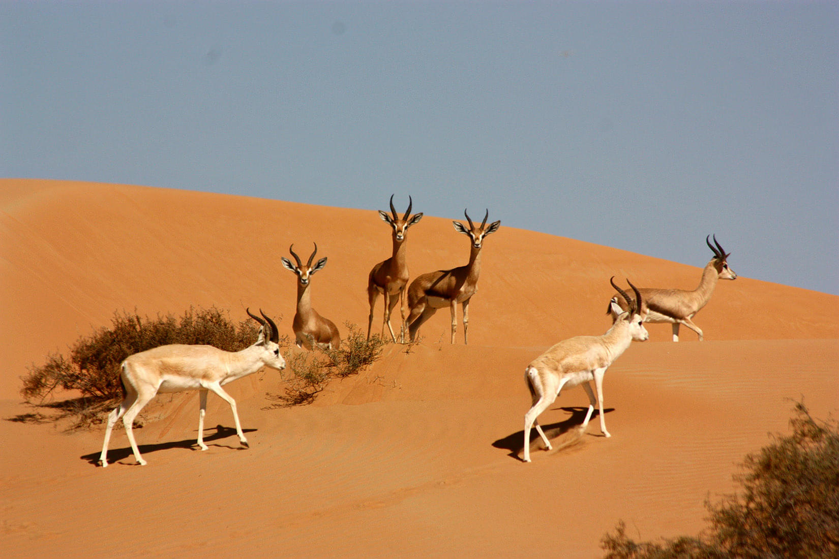 Desert Conservation Reserve Overview