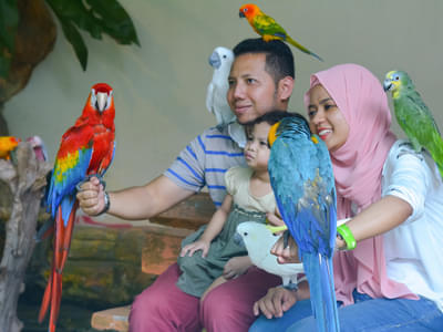 Click pictures with exotic birds at Kuala Lumpur's Bird Park 