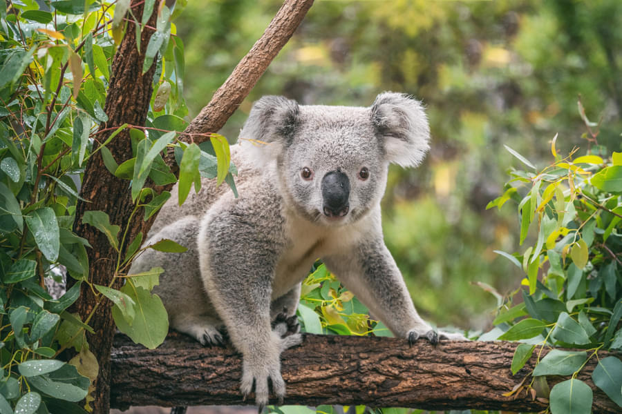 See cute animals like koala at the native wildlife