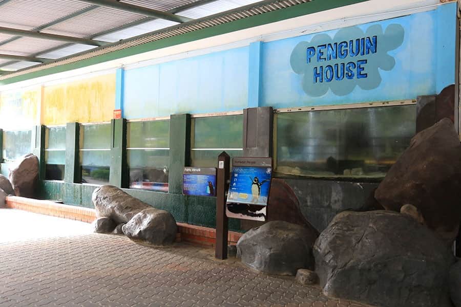 Humboldt Penguin
