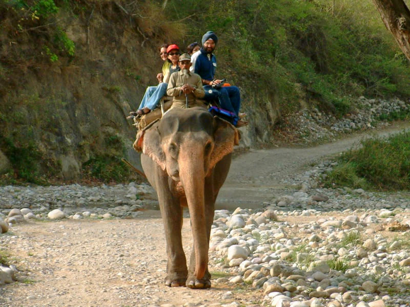 Elephant Safari In Jim Corbett Image