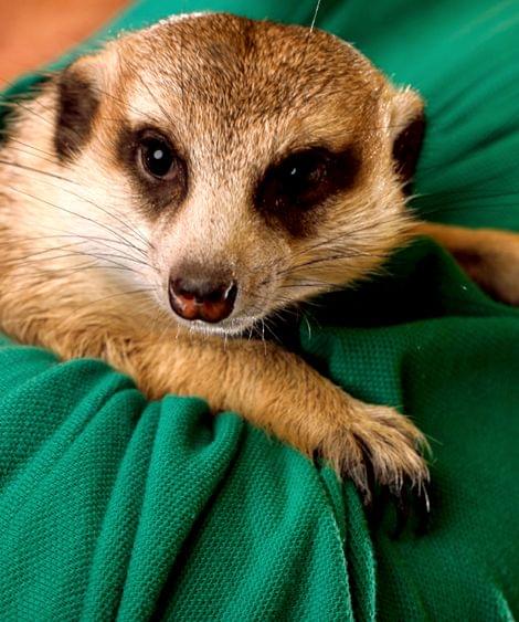 Keeper's Talk at Emirates Park Zoo