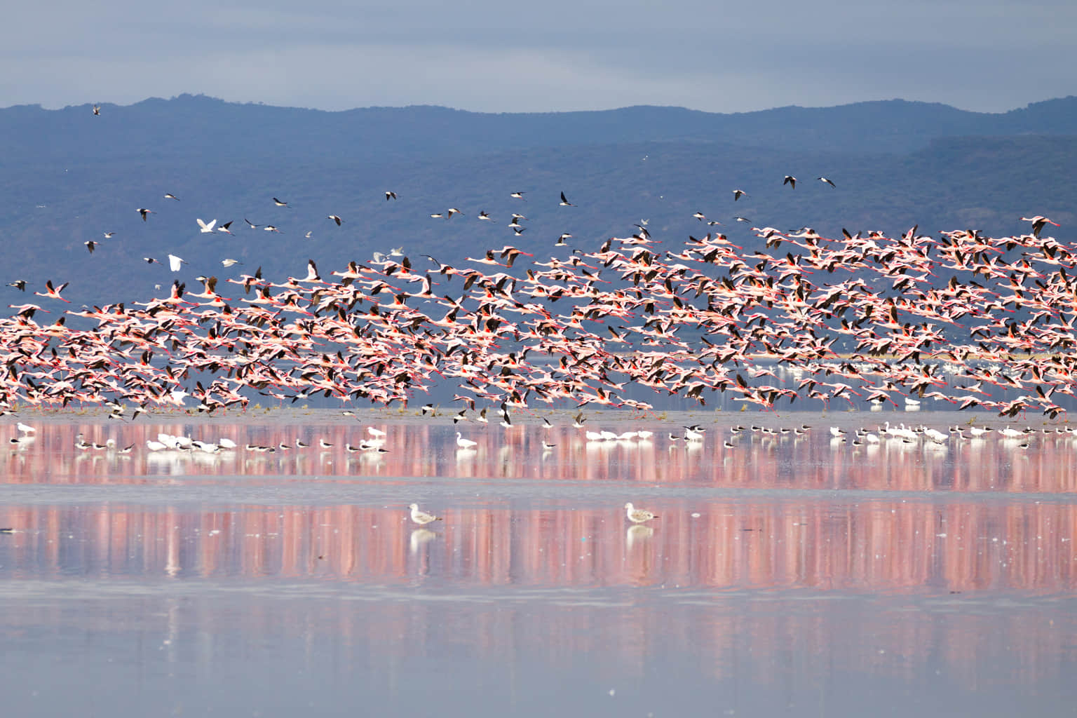 <em>Kenya</em> Tour Packages From Mumbai 