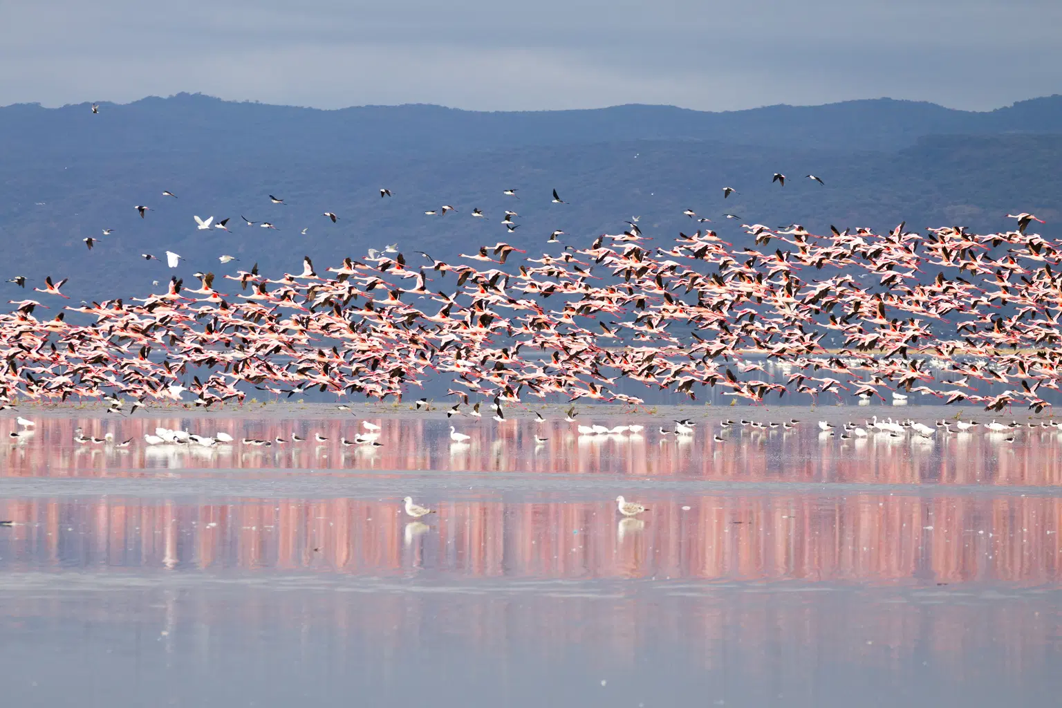 <em>Kenya</em> Tour Packages From Delhi 