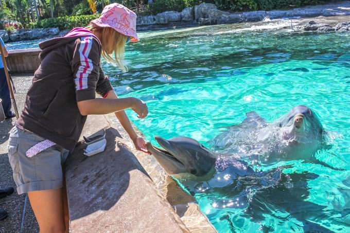 Dolphin Encounter